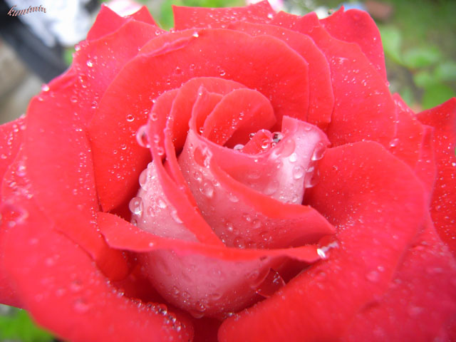 雨上がりのバラ.jpg
